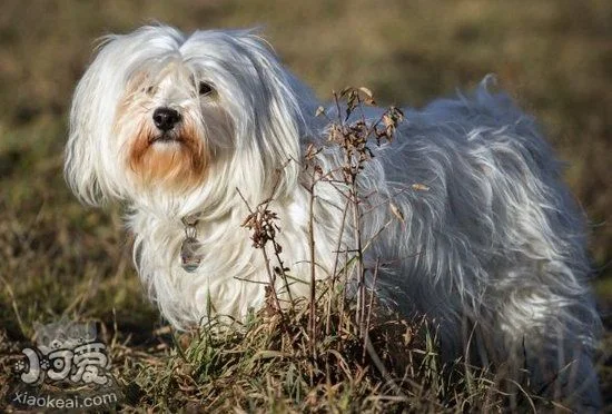 哈瓦那犬患皮膚病怎么治 哈瓦那犬皮膚病治療方法1