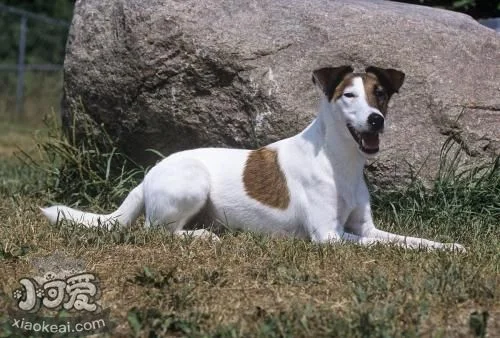 短毛獵狐梗蕁麻疹如何治療 蕁麻疹治療方法介紹