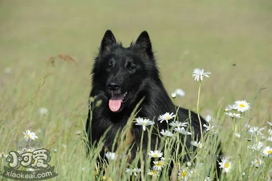 西帕基犬耳朵怎么清潔 西帕基犬耳朵清潔護理方法1