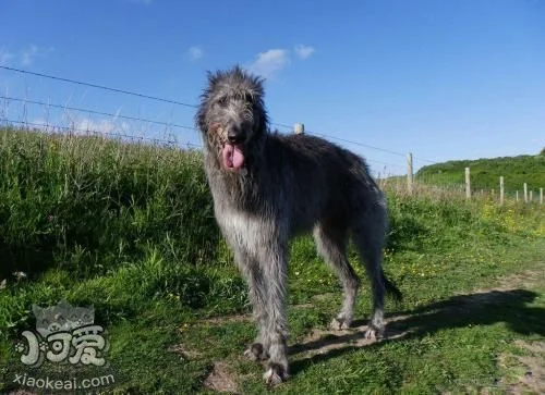 蘇格蘭獵鹿犬掉毛怎么辦 掉毛程度介紹