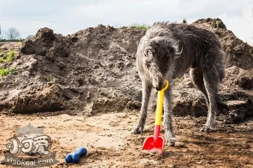 蘇格蘭獵鹿犬有耳螨怎么治療 耳螨治療方法介紹