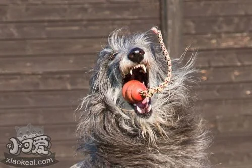 怎么訓練蘇格蘭獵鹿犬上廁所 蘇格蘭獵鹿犬大小便訓練