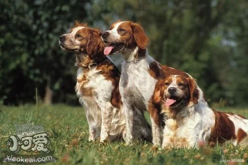 布列塔尼犬便秘怎么辦 布列塔尼犬便秘解決辦法