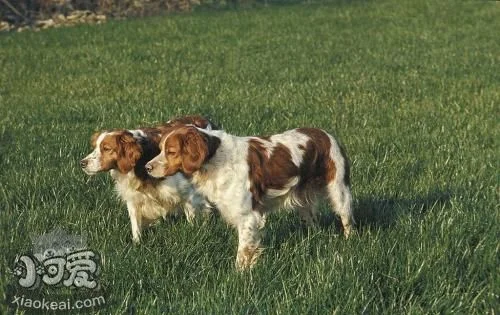 布列塔尼犬拉稀怎么辦 布列塔尼犬拉稀處理方法