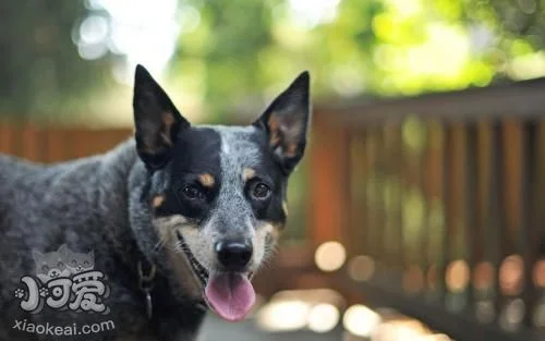 澳大利亞牧牛犬喂什么 澳大利亞牧牛犬喂養要點