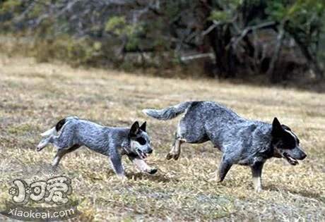 澳洲牧牛犬性格如何 澳大利亞牧牛犬性格介紹