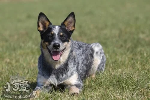 澳大利亞牧牛犬有皮屑怎么治療