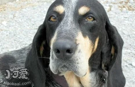 怎么制止黑褐獵浣熊犬撿食 黑褐獵浣熊犬不撿食訓(xùn)練方法