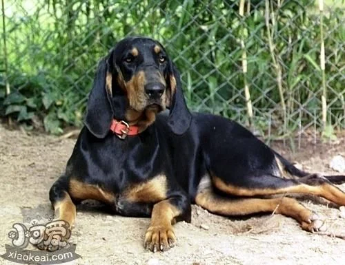 黑褐獵浣熊犬不聽話怎么辦 黑褐獵浣熊犬乖巧訓練方法