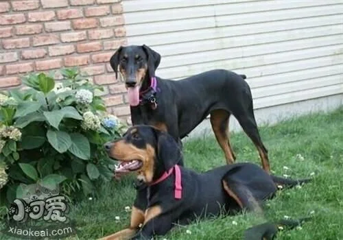 黑褐獵浣熊犬便秘怎么辦 黑褐獵浣熊犬便秘解決辦法