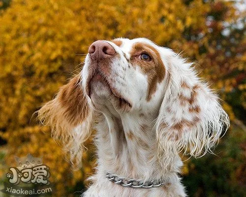 英格蘭雪達犬身上有螨蟲怎么辦