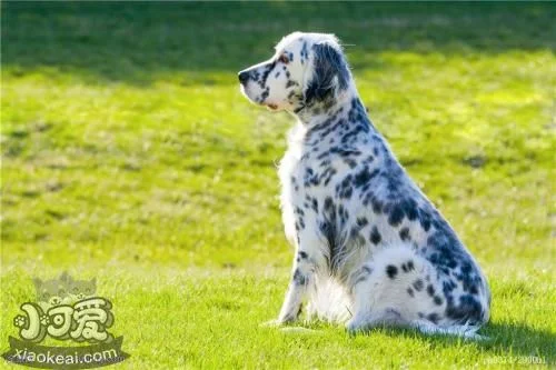 英格蘭雪達犬如何洗澡 英國雪達犬洗澡教程