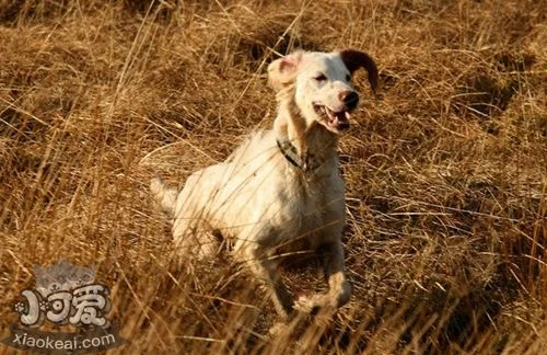 英格蘭雪達犬亂叫怎么辦 訓練英國雪達犬不亂叫方法