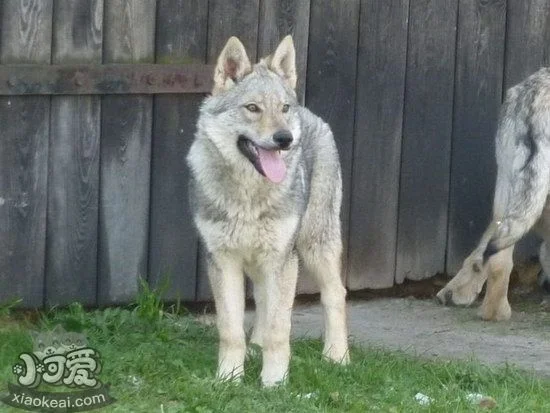 捷克狼犬吃什么狗糧好 捷克狼犬狗糧選擇推薦1