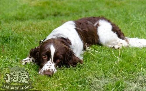 威爾士跳獵犬得了犬瘟如何治療 犬瘟治療方法介紹