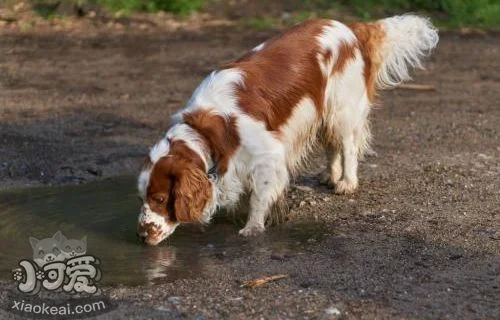 威爾士跳獵犬皮膚瘙癢怎么辦 皮膚瘙癢解決辦法