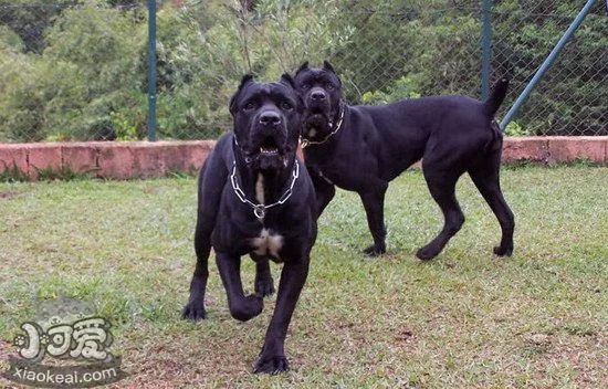 巴西非勒犬怎么養 巴西非勒犬飼養心得分享1