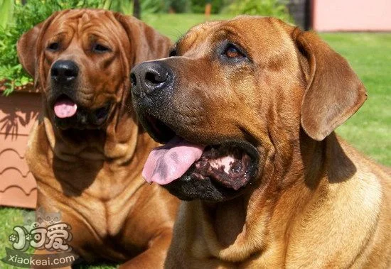 日本土佐犬吃什么狗糧好 日本土佐犬狗糧選擇推薦1