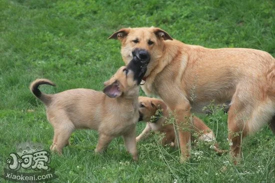 奇努克犬怎么修剪指甲 奇努克犬剪指甲方法1