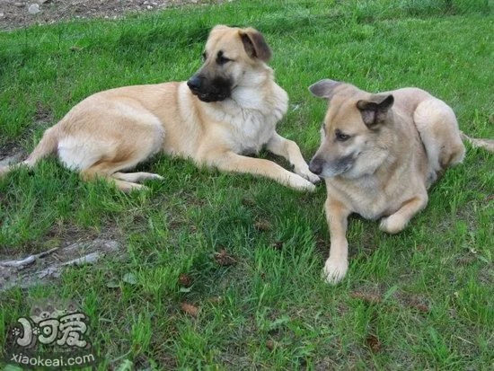 奇努克犬中暑怎么辦 奇努克犬中暑癥狀和急救方法1