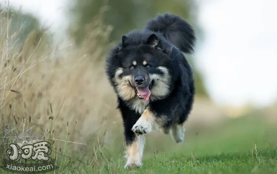 怎么訓練芬蘭拉普獵犬不叫 芬蘭拉普獵犬亂叫訓練方法