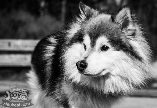 芬蘭拉普獵犬性格好不好 芬蘭拉普獵犬性格特點