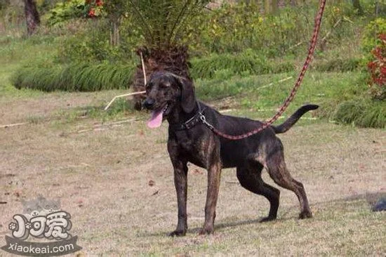 普羅特獵犬耳朵怎么清潔 普羅特獵犬耳朵清理技巧1