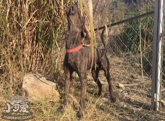 普羅特獵犬怎么訓(xùn)練上廁所 普羅特獵犬定點(diǎn)大小便訓(xùn)練方法1