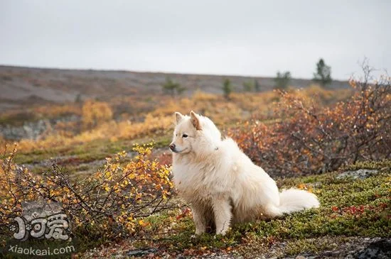 芬蘭拉普獵犬咳嗽怎么辦 芬蘭拉普獵犬咳嗽原因分析