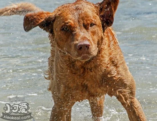 乞沙比克獵犬口腔怎么護理 乞沙比克獵犬口腔護理方法