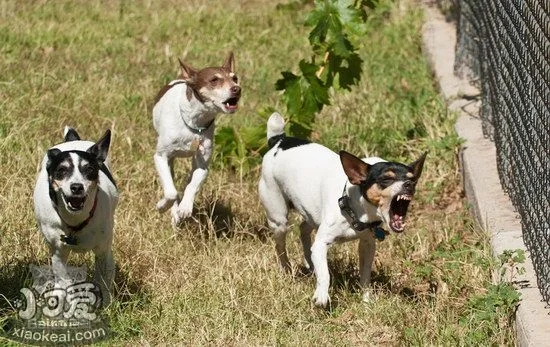 捕鼠梗犬吃什么狗糧好 捕鼠梗犬狗糧選擇推薦1