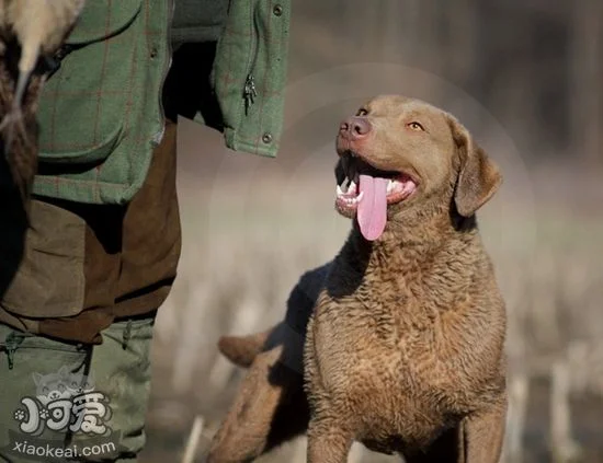 乞沙比克獵犬得了疝氣怎么辦