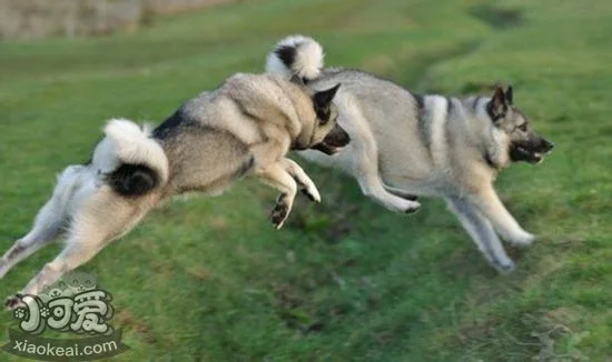 挪威獵鹿犬怎么洗澡 挪威獵鹿犬洗澡護(hù)理