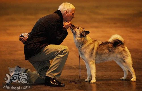 怎么訓練挪威獵鹿犬算數 挪威獵鹿犬算數訓練方法