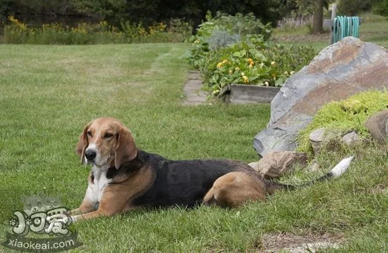 怎么訓練美國獵狐犬游泳 美國獵狐犬游泳訓練