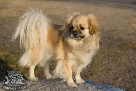 西藏獵犬鼻子干是怎么回事 西藏獵犬鼻子干處理方法1