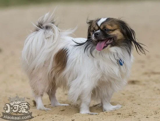 西藏獵犬怎么訓練出門隨行 西藏獵犬隨行訓練教程1