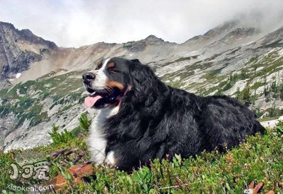 大瑞士山地犬吃什么 喂食注意事項