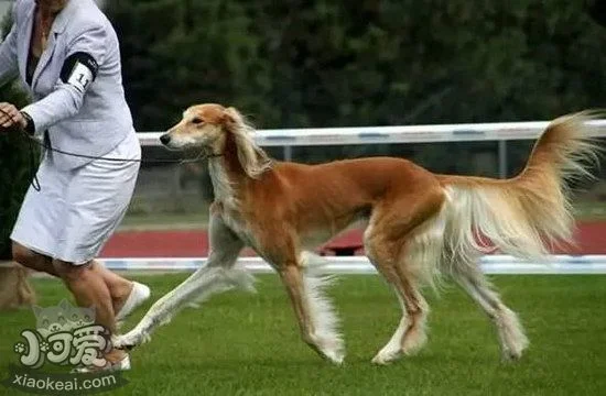 薩路基獵犬怎么美容 薩路基獵犬皮毛護理方法2