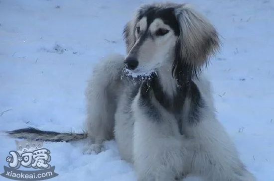 薩路基獵犬發燒怎么治療 薩路基獵犬發燒處理方法1