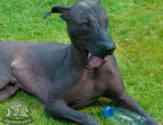 墨西哥無毛犬得皮膚病怎么辦 皮膚病治療方法