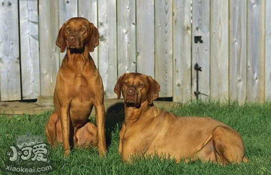 維希拉獵犬鼻子干是怎么回事 維希拉獵犬鼻子干處理方法1