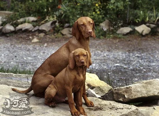 維希拉獵犬耳朵怎么清潔 維希拉獵犬耳朵護理方法1