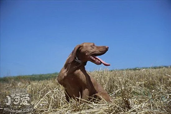 維希拉獵犬怎么修剪指甲 維希拉獵犬剪指甲方法1