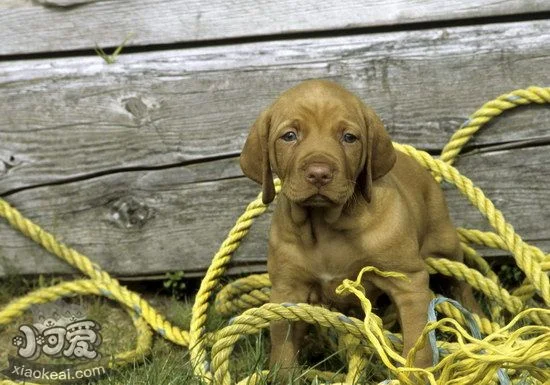 維希拉獵犬有咽炎怎么辦 維希拉獵犬咽炎預防治療方法1