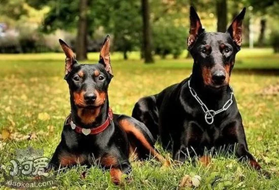 德國賓莎犬怎么養 德國賓莎犬飼養技巧