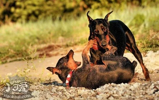 德國賓沙犬嘔吐怎么回事 德國賓沙犬嘔吐治療方法