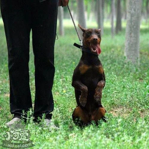 德國賓莎犬得了狗瘟怎么治療 狗瘟治療方法