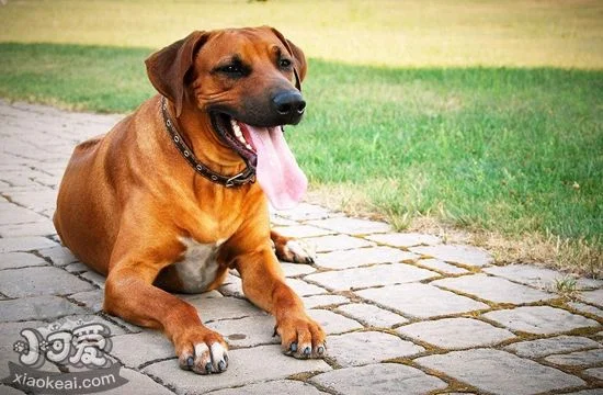 羅得西亞脊背犬眼屎多怎么辦 獵獅犬眼屎多解決辦法