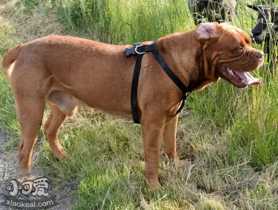 波爾多犬犬瘟熱癥狀是什么 波爾多犬犬瘟熱治療預防方法1